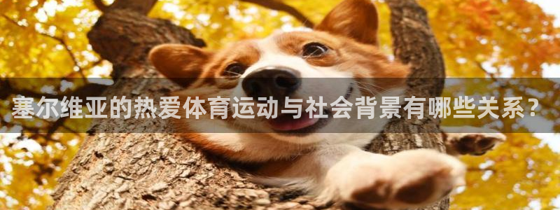 vsport体育在线官网